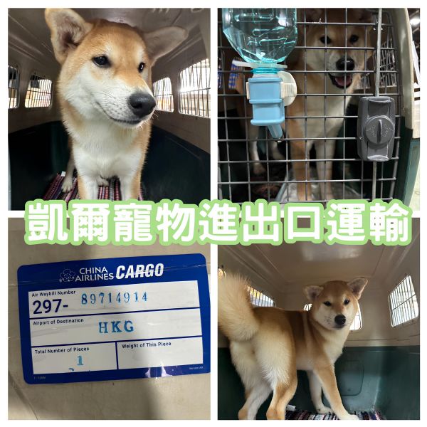 2023/11/04 『香港』柴柴Emma陪主人去香港工作囉~~~